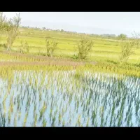 زمین مزروعی سند دار