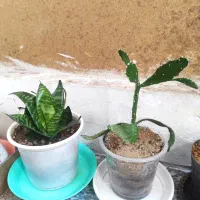 سالم سالم ریشه دارباهم 120مقطوع|ماهیگیری|کرمانشاه, |دیوار