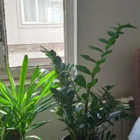 گل طبیعی|گل و گیاه طبیعی|سنندج, |دیوار