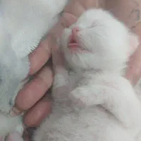 گربه پرشین فلت|گربه|ساری, |دیوار