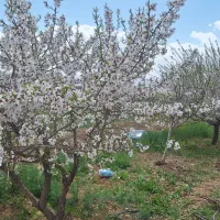 باغ-نقلی-بادام