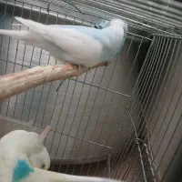 مرغ.عشق جفت سالم سالم|پرنده|هشتگرد, شهرک راه آهن|دیوار