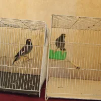 مینا سخنگو|پرنده|گلبهار, شهر جدید گلبهار|دیوار