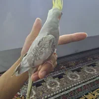 عروس هلندی گم شده در داود اباد|حیوانات|قرچک, داوود آباد|دیوار