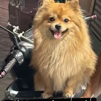 پامر روباهی