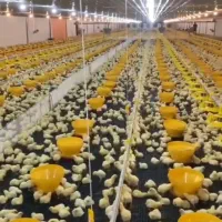 جوجه گوشتی راس308/ایندین ریور/صادراتی