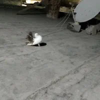 کفترقیمت توافقی|پرنده|میناب, |دیوار