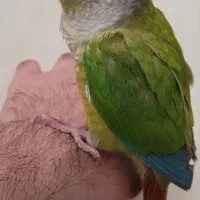 گرینچیک فول دستی