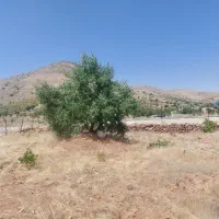 باغ بر خیابان|فروش زمین و ملک کلنگی|شیراز, شهدای شهرک سعدی|دیوار