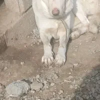 سگ ماده نر توله نگهبان واگذاری جانواری گله ای|سگ|جوادآباد, |دیوار