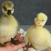 جوجه قوغاز اصیل
