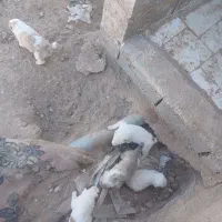 سگ فروشی|سگ|قائن, |دیوار