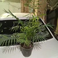 گلهای شاداب زیبا|گل و گیاه طبیعی|مشهد, اروند|دیوار