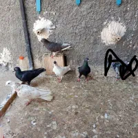 کفتر صید پرشی