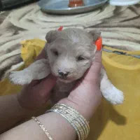 پودل کراس ماده|سگ|تهران, باغ خزانه|دیوار