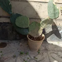 کاکتوس بسیار زیبا ومفید|گل و گیاه طبیعی|شیراز, ریاستی|دیوار