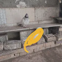 چندعددکبوتر