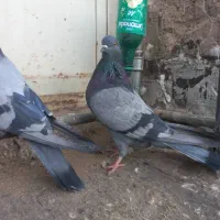 نروماده سبزکاشونی،شازده