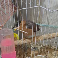 مینا تاجیکی