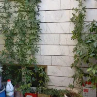گل ساعتی|گل و گیاه طبیعی|کرج, حصارک بالا|دیوار