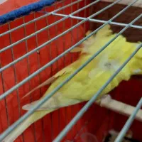 مرغ عشق پروانه ایی