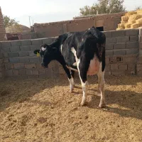 تلیسهزاییدهشیری