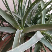 گل آلوورا پر برگ