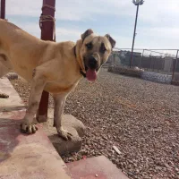 سرابی درجه یک وژرمن