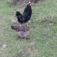 مرغ سلطان و خروس لهستانی|حیوانات مزرعه|پره‌سر, |دیوار