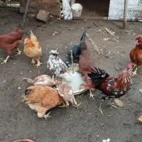 مرغ و خروس گلین لری جوجه لاری جوجه پنگوئنی|حیوانات مزرعه|آستارا, |دیوار