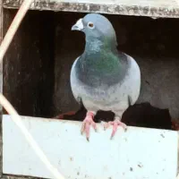 یه جفت نروماده پلاکی ویه طوقی سرخ نرجون