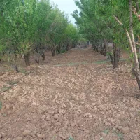 طرح یک هوره گاستارا