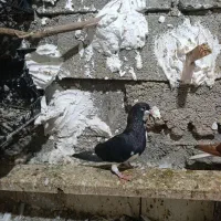 با سلام فروش ستا کبوتر خوشرنگ