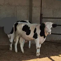 گاو گوساله نر سمینتال