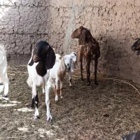 گوسفند بز کهره نری
