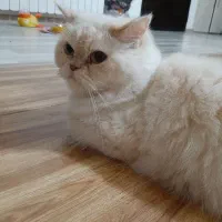 گربه پرشین عروسکی|گربه|ارومیه, |دیوار