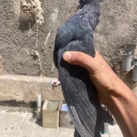 کبوتر زاق ابادانی