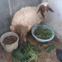 بره
