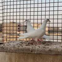 باسلام|پرنده|گلستان (تهران), |دیوار