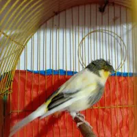 قناری|پرنده|چهارباغ, |دیوار