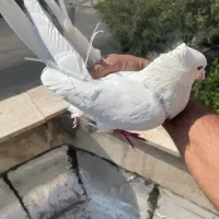 کفتر پرشی
