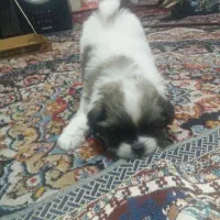 سگ اپرتمانی جیبی|سگ|مشهد, شهید قربانی|دیوار