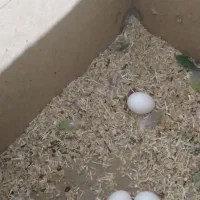 طوطی با۵تاتخم|پرنده|مرند, |دیوار