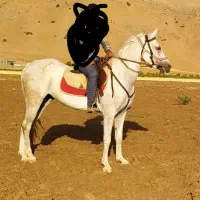 اسب مادیون کورسی یه سر کره ای بن عامر