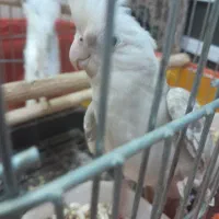 یه جفت عروس هلندی