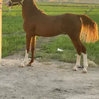 اسب اصیل شجره دار سن ۳ سال جنسیت نریان