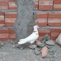 کفتر اوچان