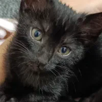 گربه دوماهه