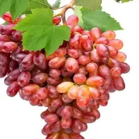 پیشفروش نهال انگور صاحبی با تضمین اصالت|خدمات باغبانی و درختکاری|لردگان, |دیوار