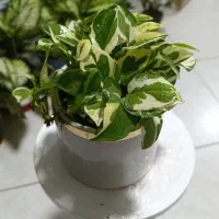 گل زاموفیلیا.اگلونما برفی.افوربیا گلدان.پتوس کاج|گل و گیاه طبیعی|اراک, |دیوار